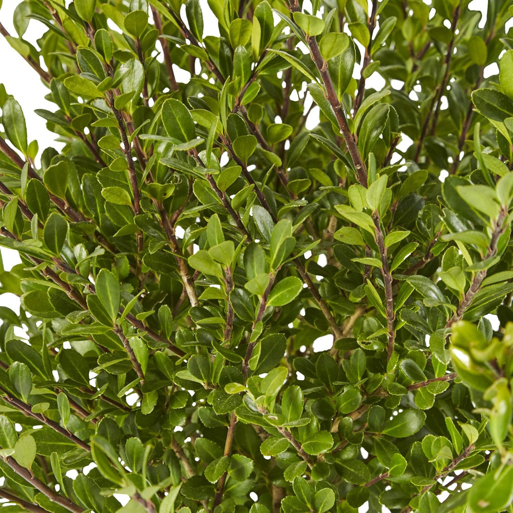 Compact Holly, 2.25 Gal Z425