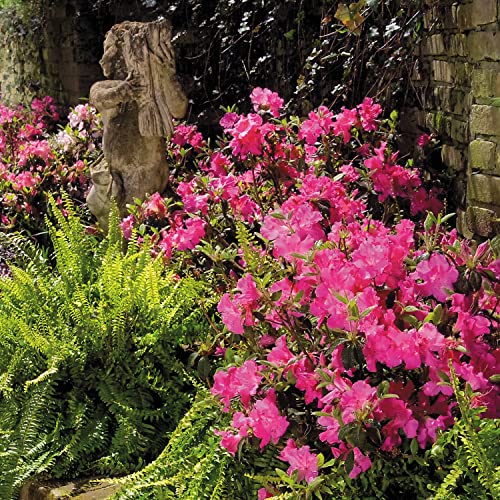 Autumn Sangria Azalea Pink Flowering Shrub Outdoor Plant N116563