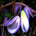 CHOCOLATE VINE SEEDS "3-LEAF" (A. trifoliata) Rare Hardy Fruit Flower Climber, 40 Seeds