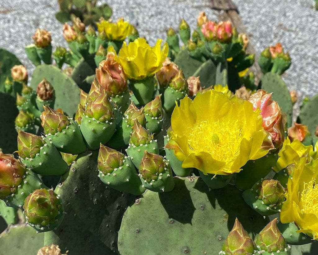 Spineless Prickly Pear Cactus Pad Cutting, Winter Hardy G64133