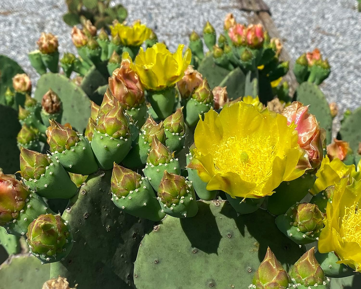 Spineless Prickly Pear Cactus Pad Cutting, Winter Hardy G64133