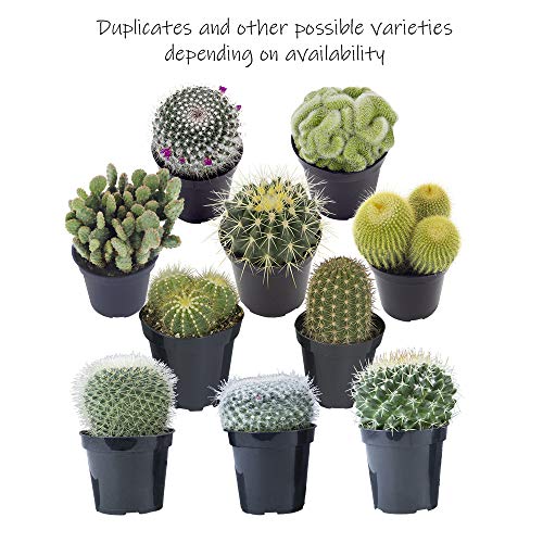 Assorted Cactus Plants Live Succulents (3 Pack) V512446