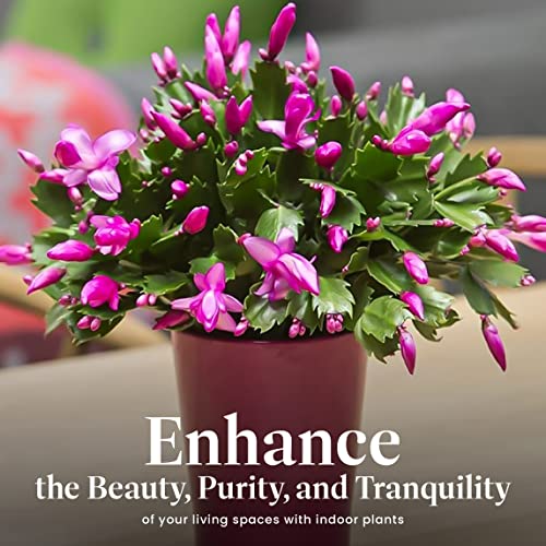 Christmas Cactus Live Indoor Plant, 6-Inch Pot C851797