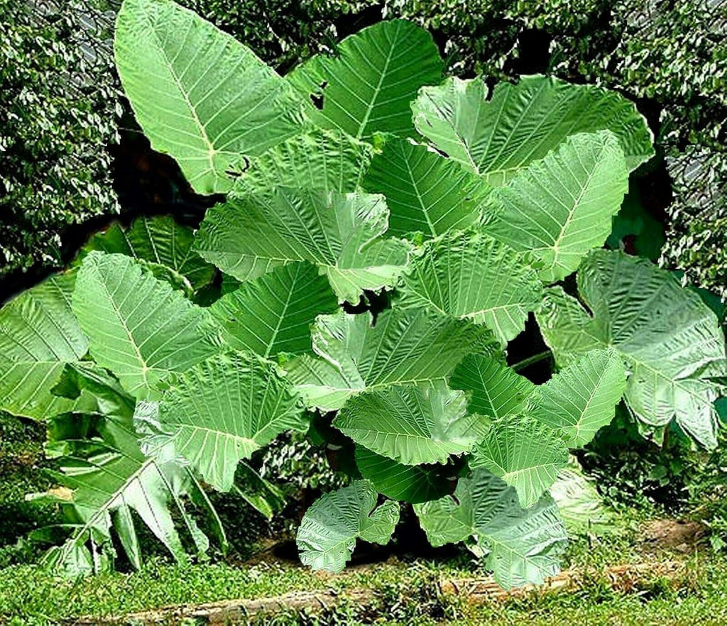 3 LIVE BULBS Colocasia gigantea Thailand Giant Thai Giant Elephant Ear Huge Leaf