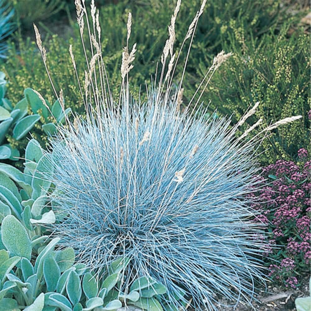 Blue Fescue Ornamental Grass Seeds R5624