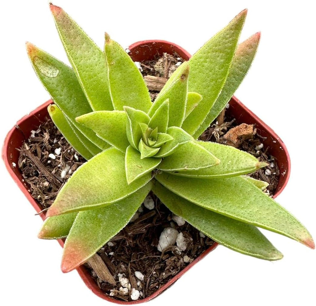 Succulent Cactus Plant in 2" Pot T285