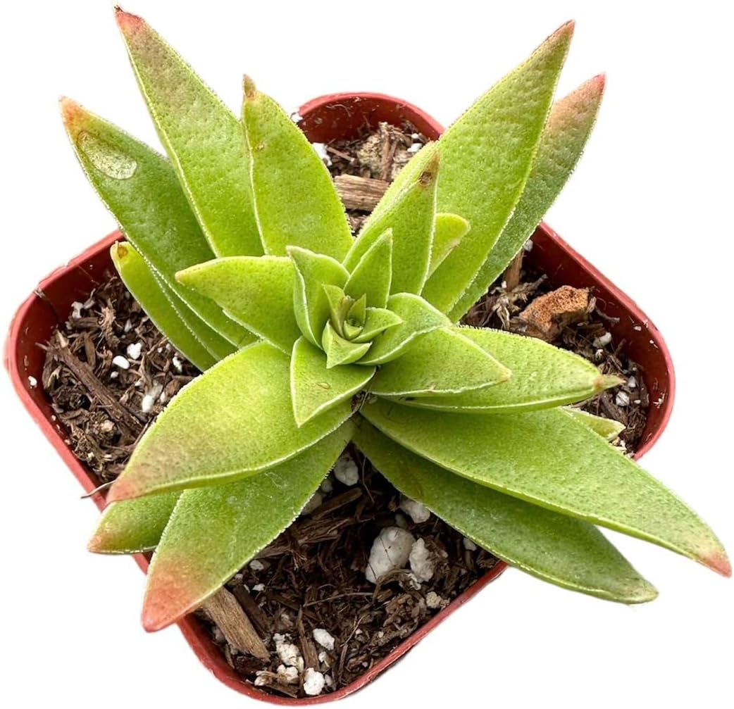Succulent Cactus Plant in 2" Pot T285