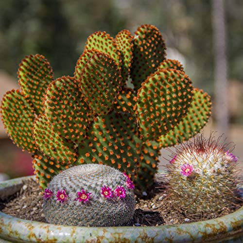 Assorted Cactus Plants Live Succulents (3 Pack) V512446