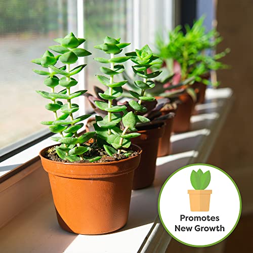 Succulent and Cactus Fertilizer, 5oz Bag for Live Plants R747097
