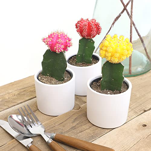 Grafted Cactus Plants in White Pots, 3 Pack O764