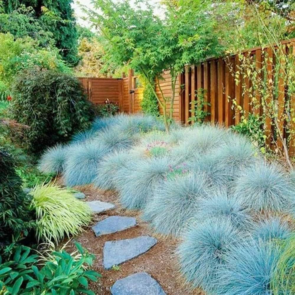 Blue Fescue Ornamental Grass Seeds R5624