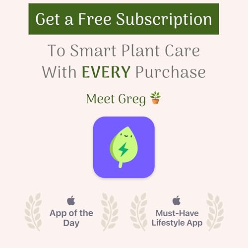 Christmas Cactus Live Indoor Plant, 6-Inch Pot C851797