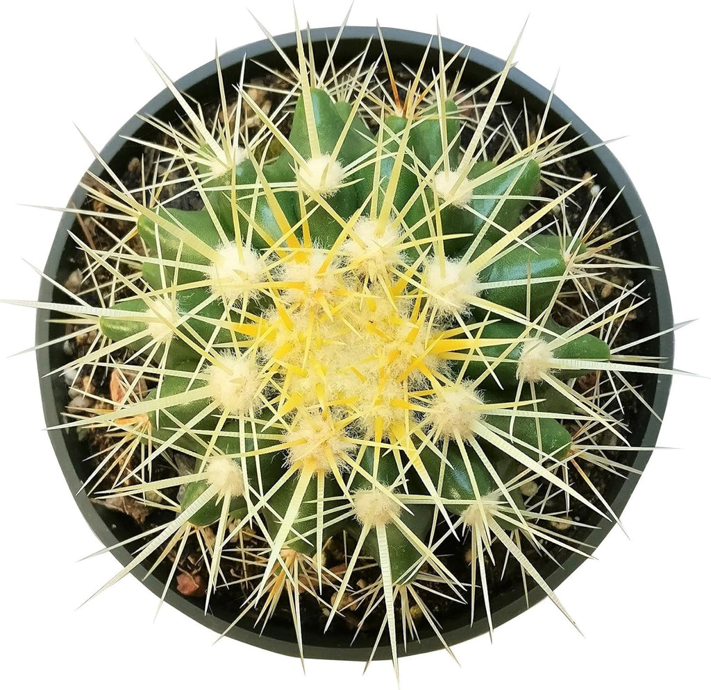 Golden Barrel Cactus 2 inch Assorted Live Succulent Plant Fully Rooted I20983