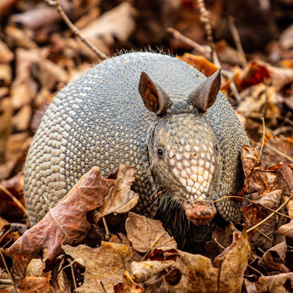 Armadillo Scram All Natural Granular Repellent, 96 Ounce P39442