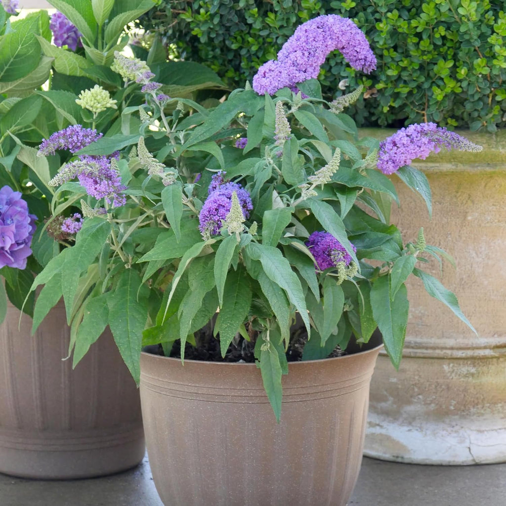 Purple Buddleia Butterfly Bush, 2 Gallon W247190