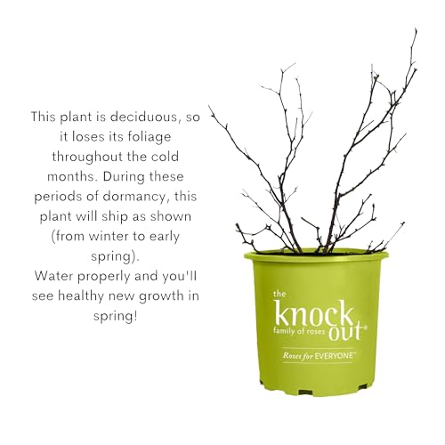 1 Gallon Rose Plant with Bright Yellow Flowers R98573