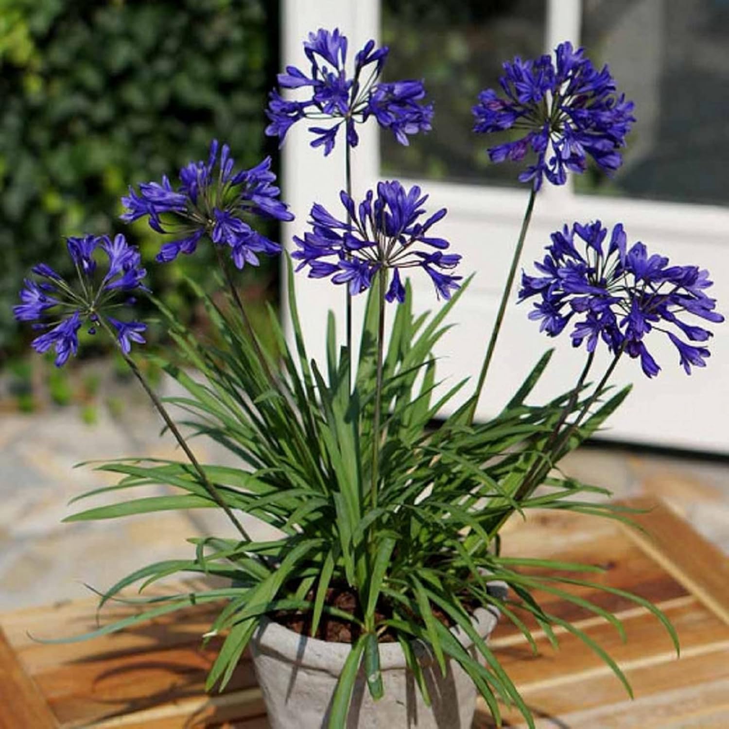 African Lily 20 Seeds Blue Flower V11247