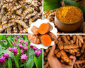 1 Lb Fresh Turmeric Roots Golden Turmeric Rhizomes for Planting, Raw Yellow Turmeric Curcuma Longa Ginger Bulbs, Live Turmeric Roots to Grow