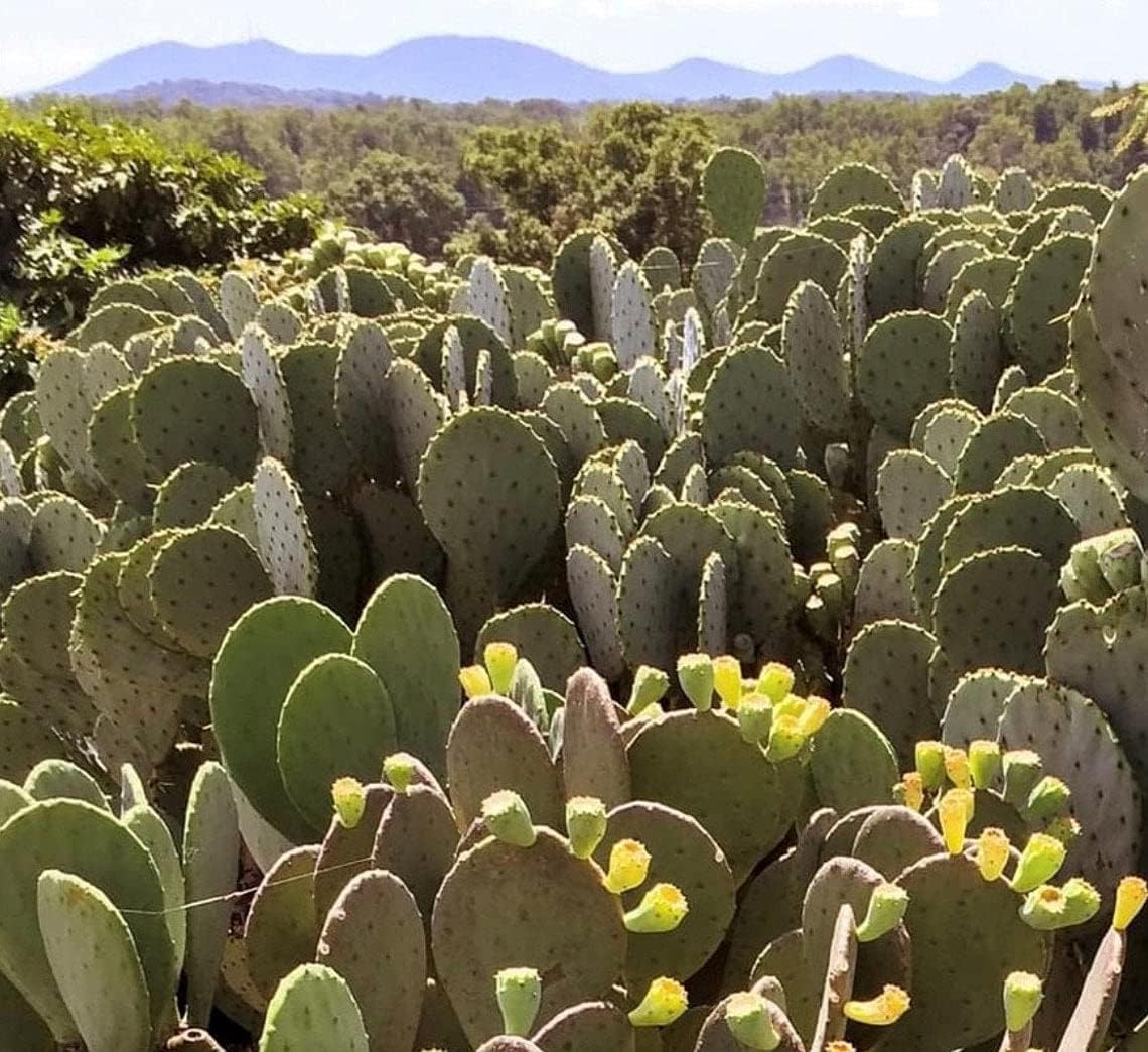 Spineless Prickly Pear Cactus Pad Cutting, Winter Hardy G64133