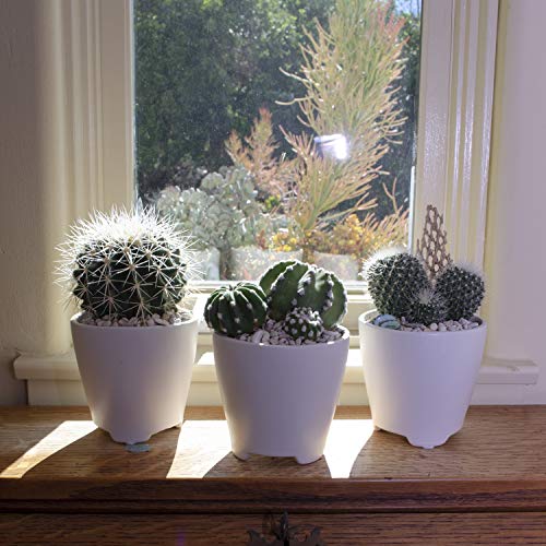 Assorted Cactus Plants Live Succulents (3 Pack) V512446