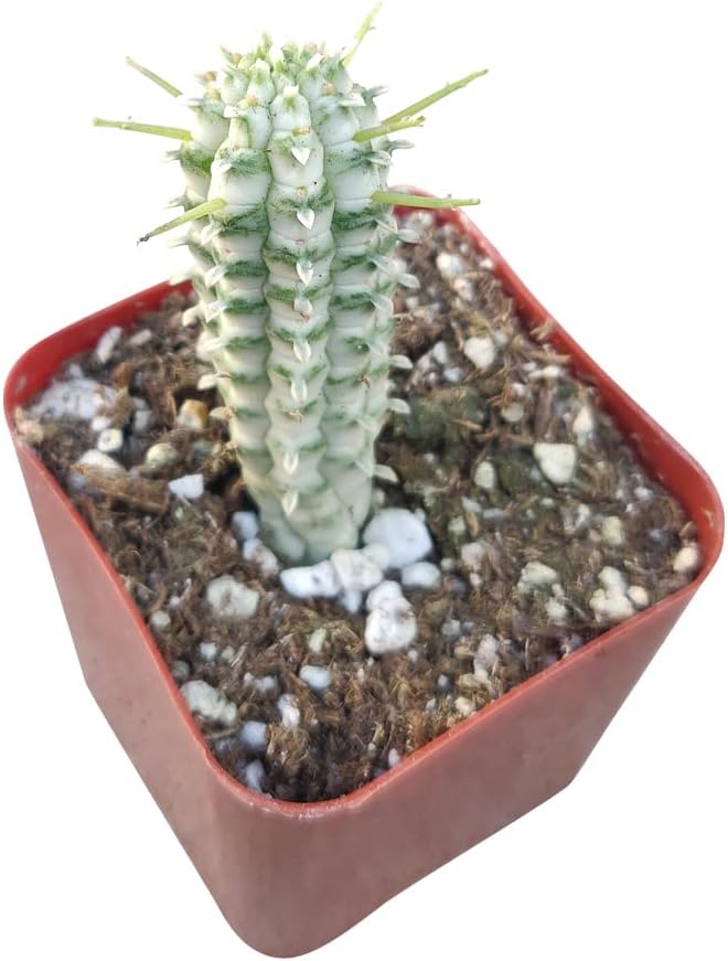 Live Cactus Plants Collection with Clay Pot D971