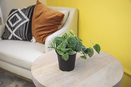 Live Pothos Plants 4PK Indoor Houseplants I57081