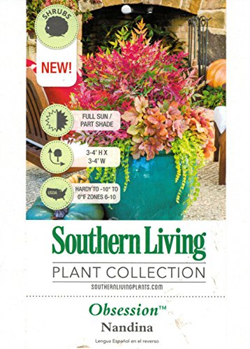 Multicolor Evergreen Shrub with Red Foliage, Live Outdoor Plant V79970