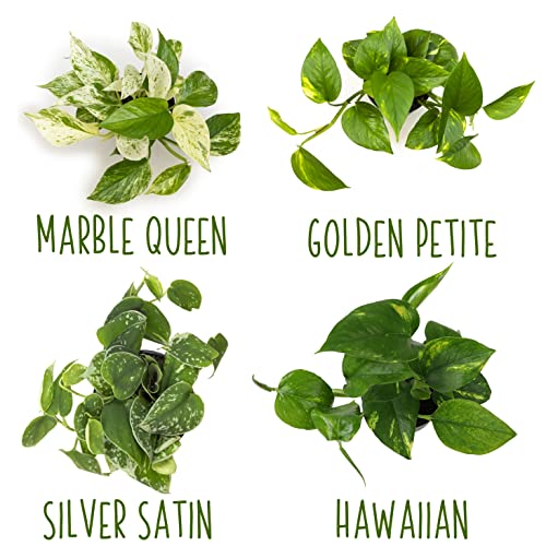 Live Pothos Plants 4PK Indoor Houseplants I57081