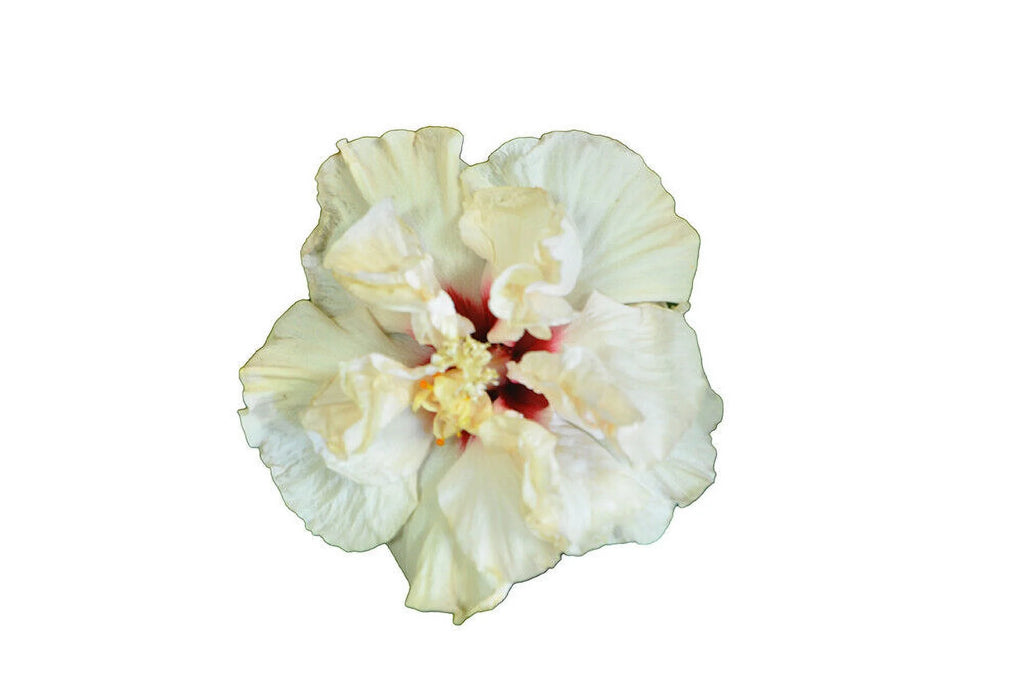 Rooted Tropical Hibiscus Plant P38863