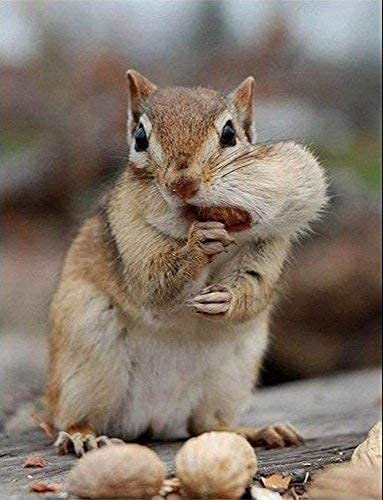 Extra Large Virginia Peanuts for Animals, 25 LBS C6196