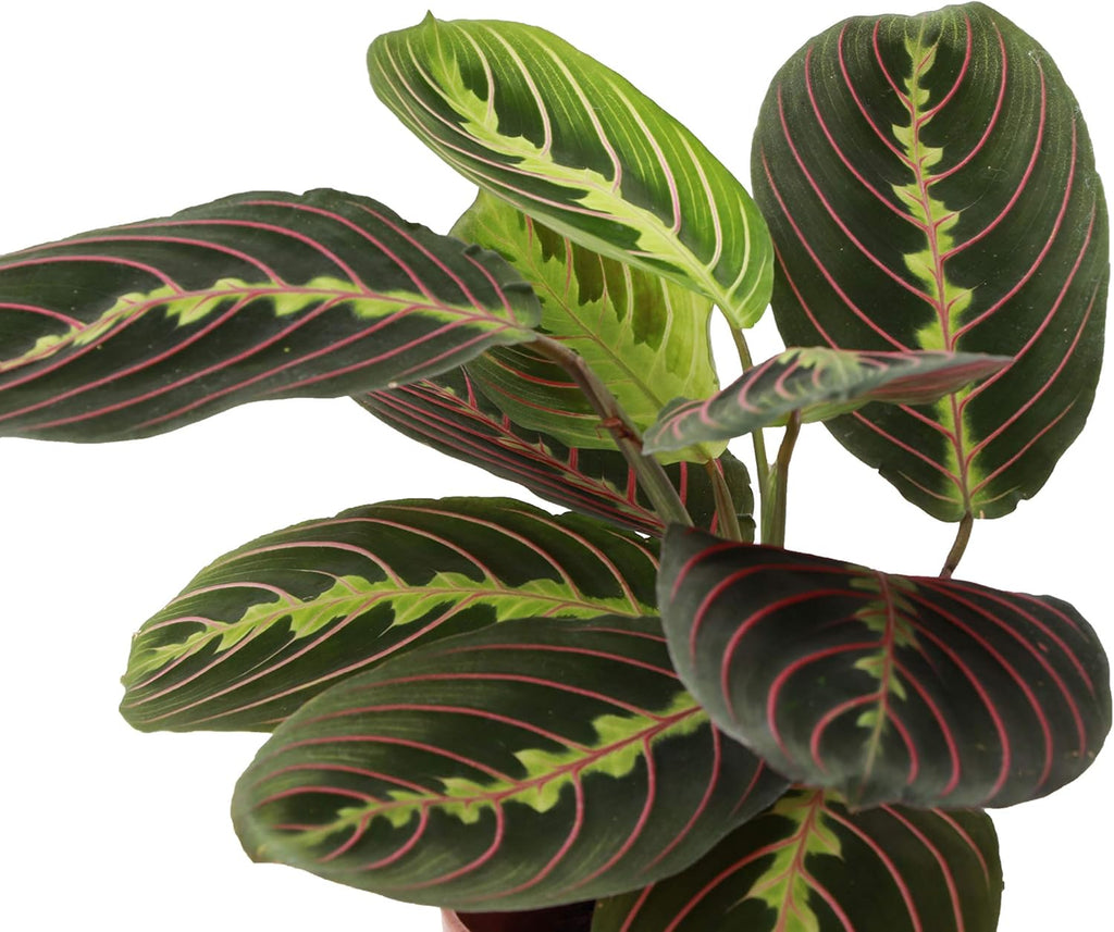 Red Maranta Live Indoor Plant in 4" Nursery Pot X759367