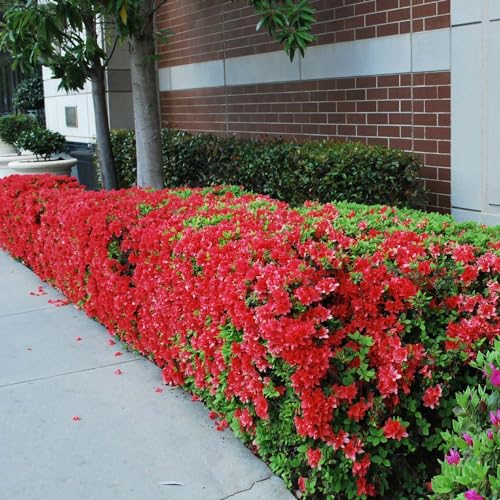 Autumn Fire Encore Azalea Shrub, 3 Gal. B569