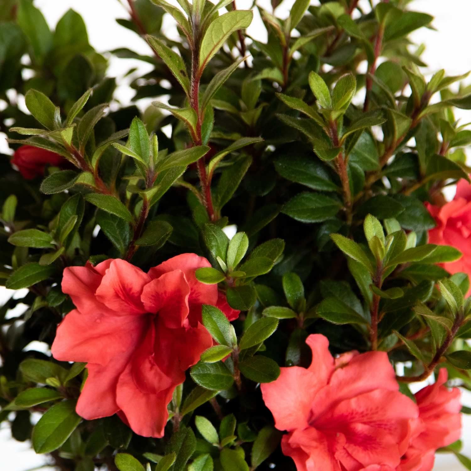 Pink Flowering Shrub, Full Sun Outdoor Plant X483134