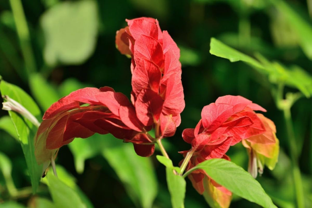 Red Shrimp Plants Live, 5 to 7 Inches, Indoor Outdoor Gardening H63708