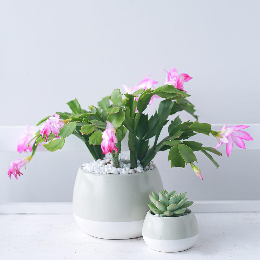Christmas Cactus in 4-Inch Plastic Pot, Live Indoor Plant K794368