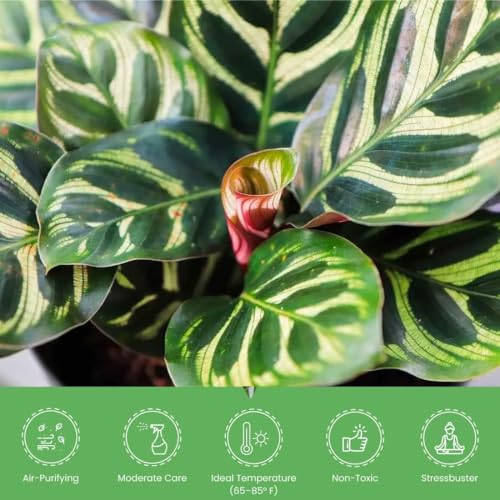 Calathea Makoyana in White Pot Cover, 6-Inch Indoor Plant M75792