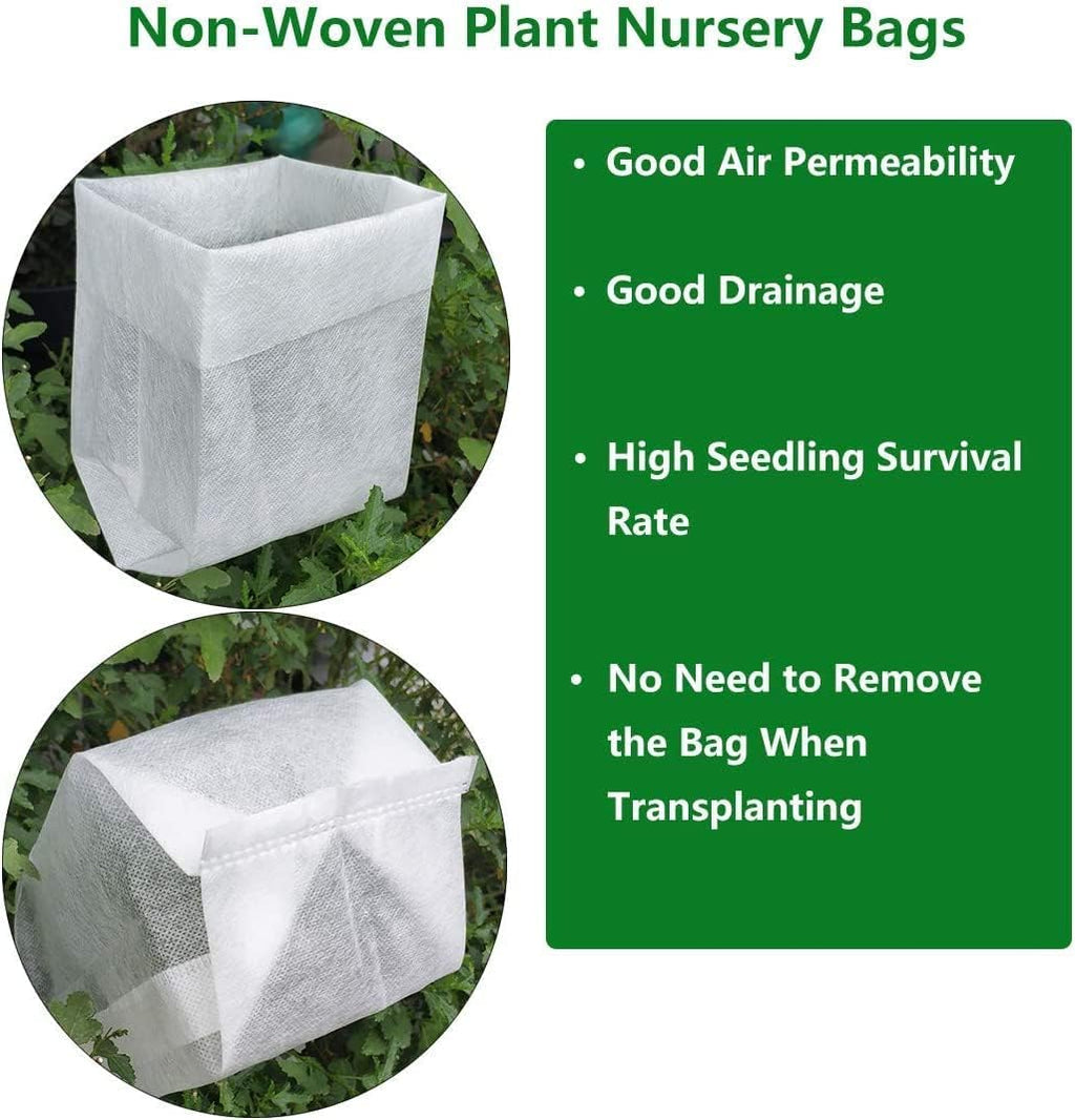 Heavenly Bamboo Live Plant (1 QT) F17446