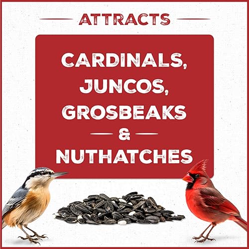 Wild Bird Seed for Outside Feeders, High-Protein, No-Waste, 15-lb Bag F570741