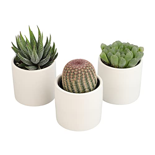 Succulent Plants in Pot Set (3 Pack), Indoor Cactus Houseplants C29242