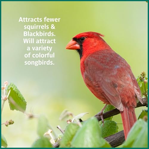 Wild Bird Seed for Outside Feeders, High-Protein, No-Waste, 15-lb Bag F570741