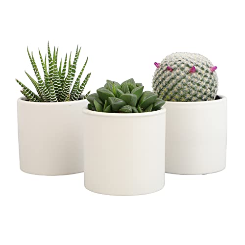 Succulents Plants Live in Plant Pot Set (3 Pack), Succulent Cactus Plants Live Plants, Indoor Plants Live Gardening Gifts for Plant Lovers, Live Succulents Plants Live Houseplants by Plants for Pets