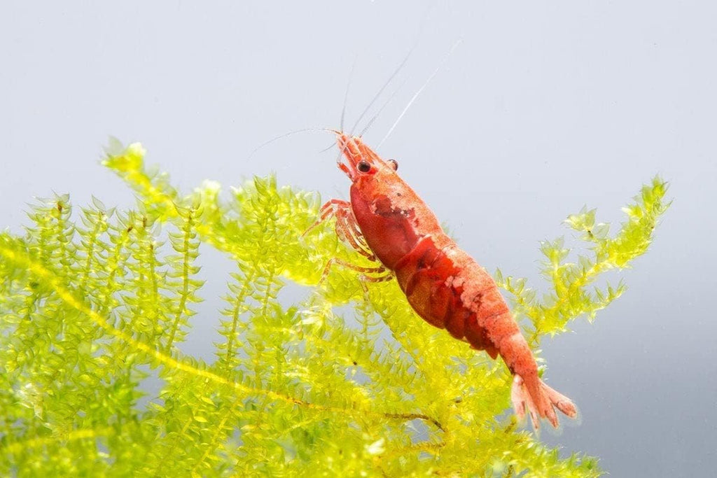 Red Cherry Shrimp Freshwater Aquarium 1/4 to 1/2 Inch Y268463