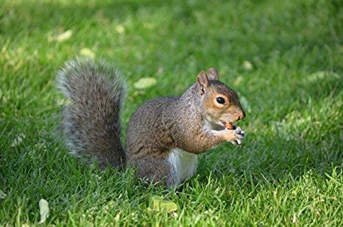 Extra Large Virginia Peanuts for Animals, 25 LBS C6196