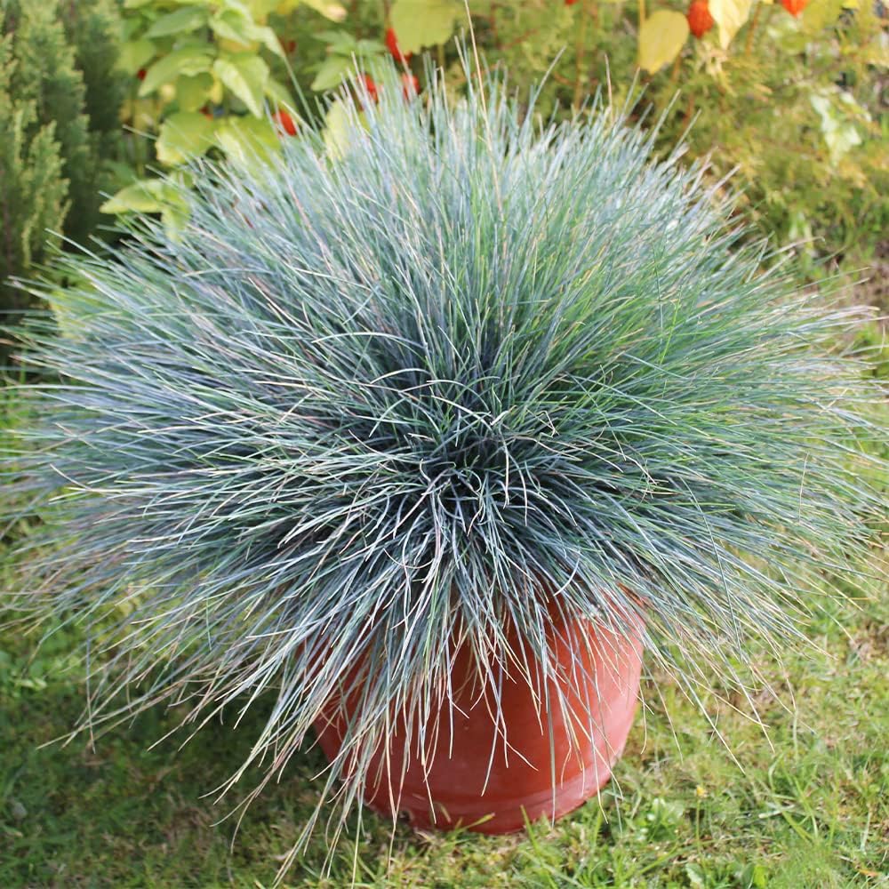 Blue Fescue Ornamental Grass Seeds R5624