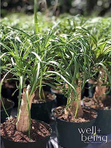 Ponytail Palm Live Houseplant in Growers Pot G933