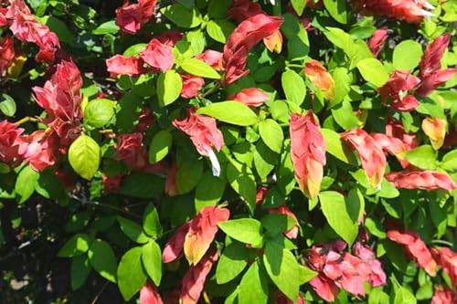 2 Red Shrimp Plants, 3-5 in Tall, for Garden W819857