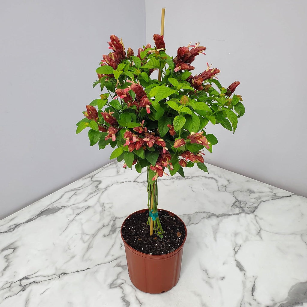 Braided Shrimp Tree Red Flowers 36-42 in Tropical Plant B319226