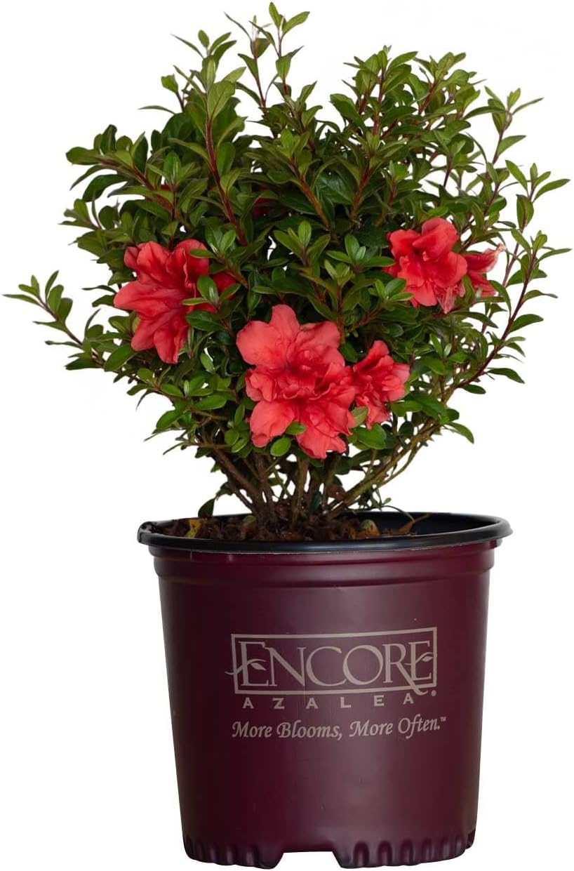 Encore Azalea Autumn Princess (1 Gallon) Pink Flowering Shrub - Full Sun Live Outdoor Plant