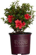 Encore Azalea Autumn Princess (1 Gallon) Pink Flowering Shrub - Full Sun Live Outdoor Plant