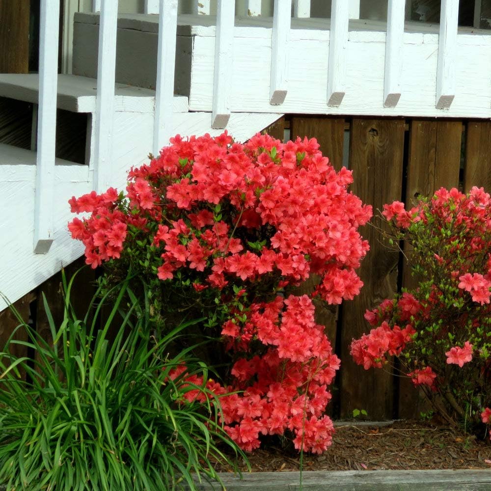 Autumn Embers Azalea - 1 Piece G304